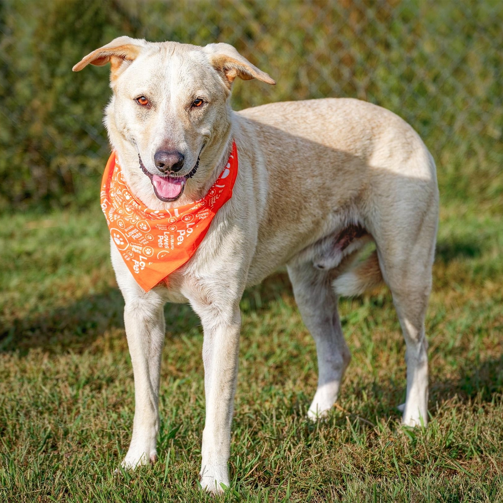 Enlarge Luka, a Adoptable mixed breed in Clarinda, IA image 4/5