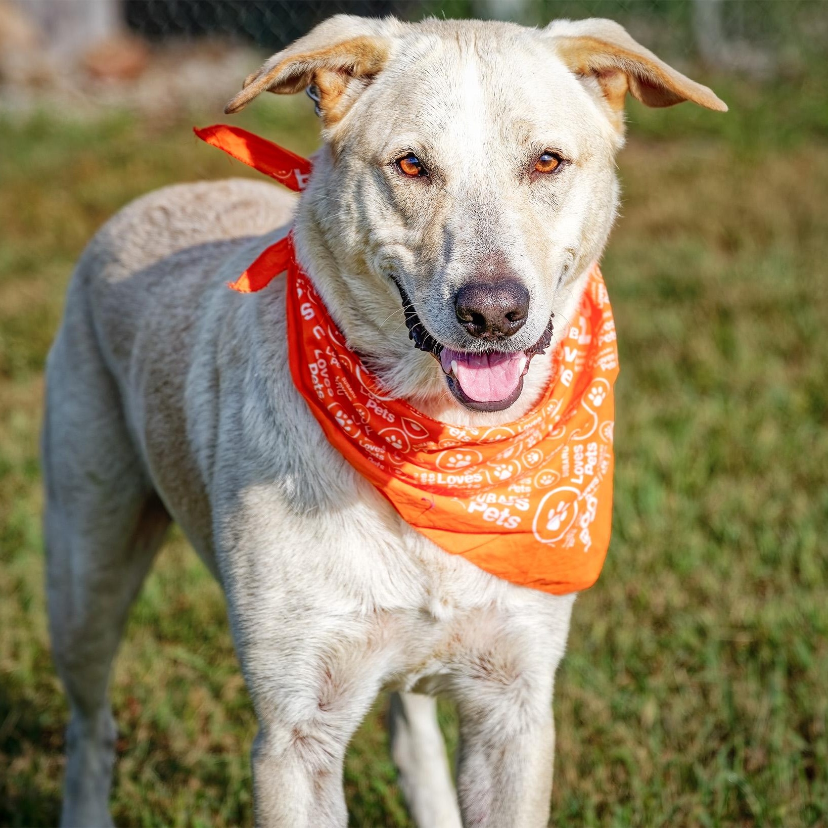 Enlarge Luka, a Adoptable mixed breed in Clarinda, IA image 3/5