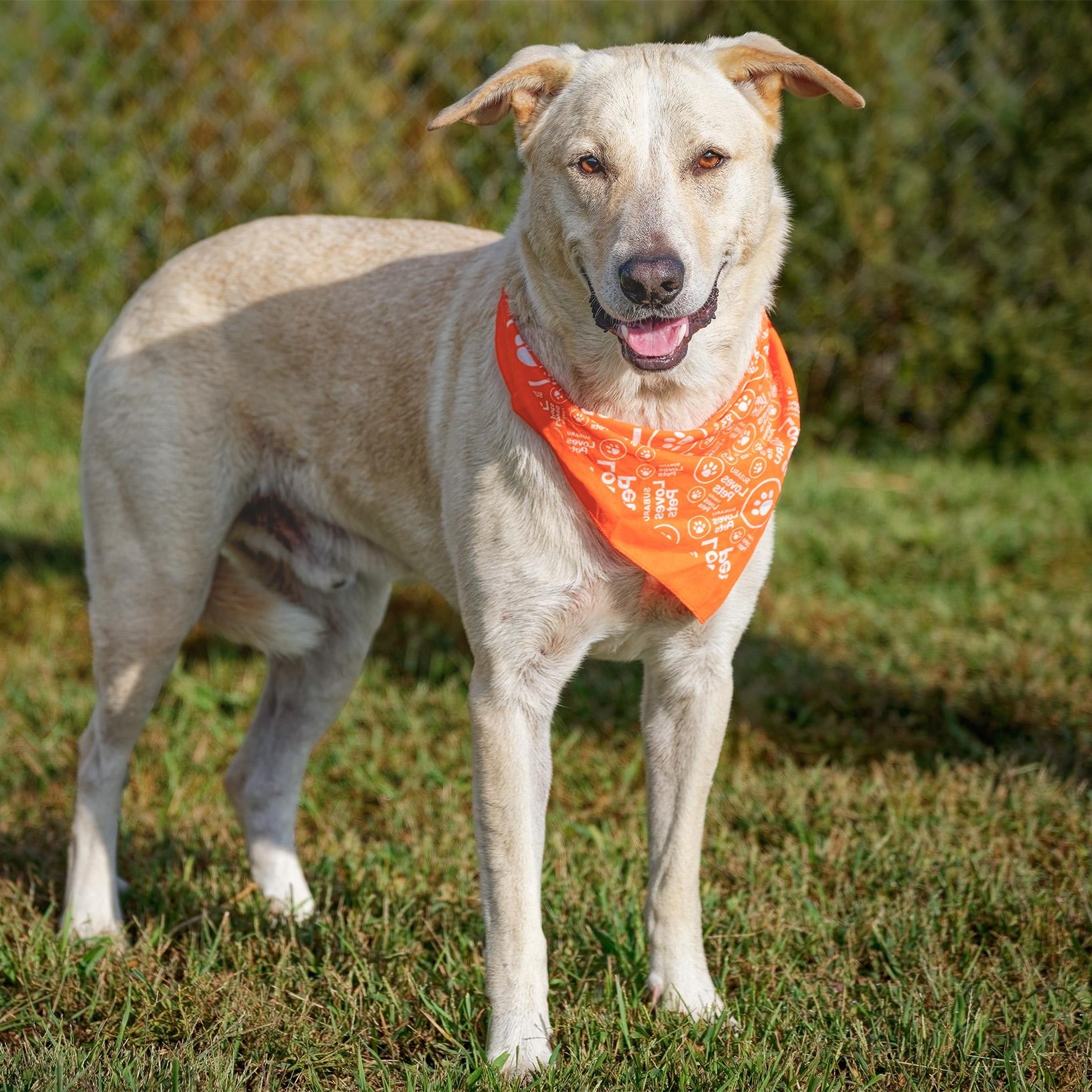 Luka, Adoptable, Adult Male Yellow Labrador Retriever & Great Pyrenees.