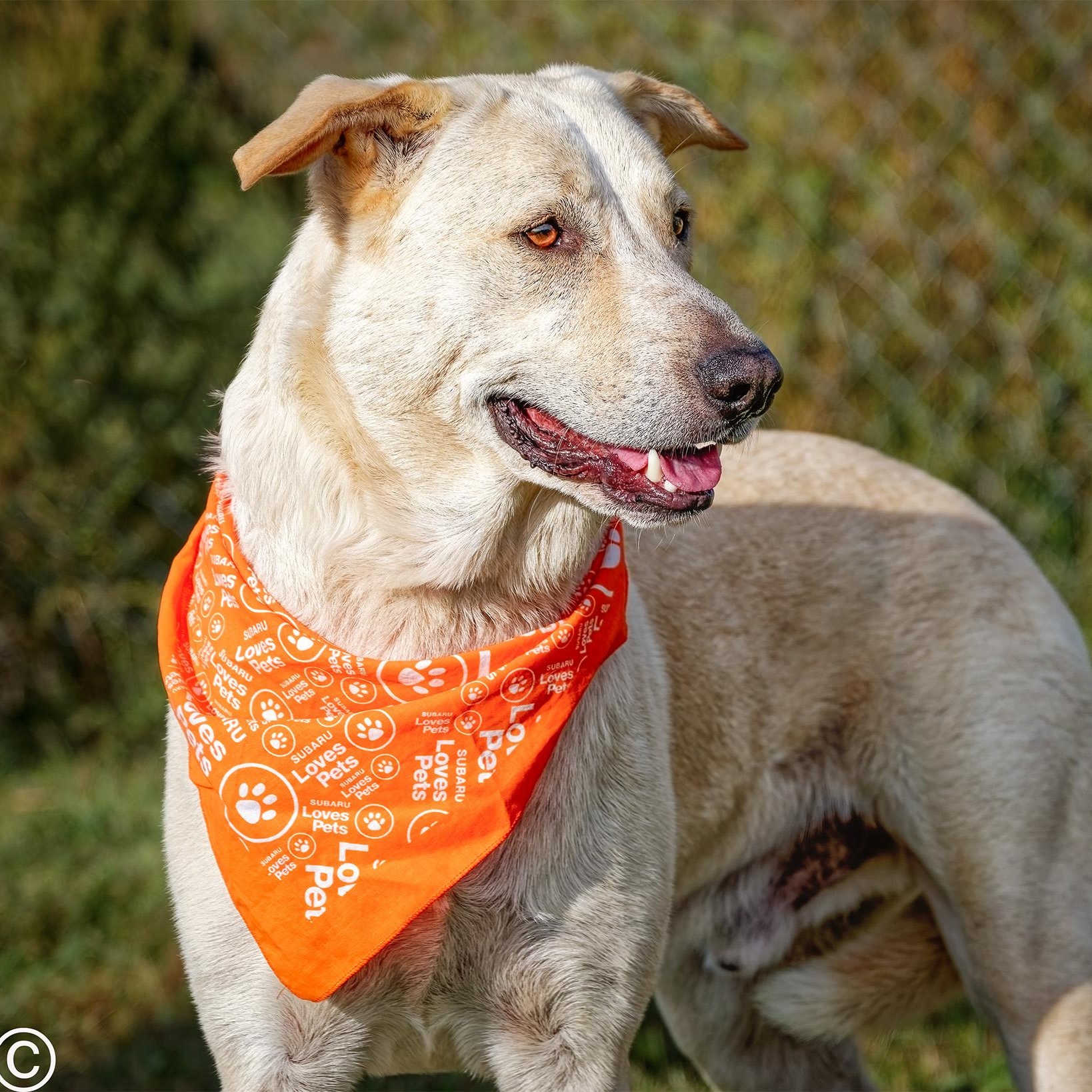 Enlarge Luka, a Adoptable mixed breed in Clarinda, IA image 2/5