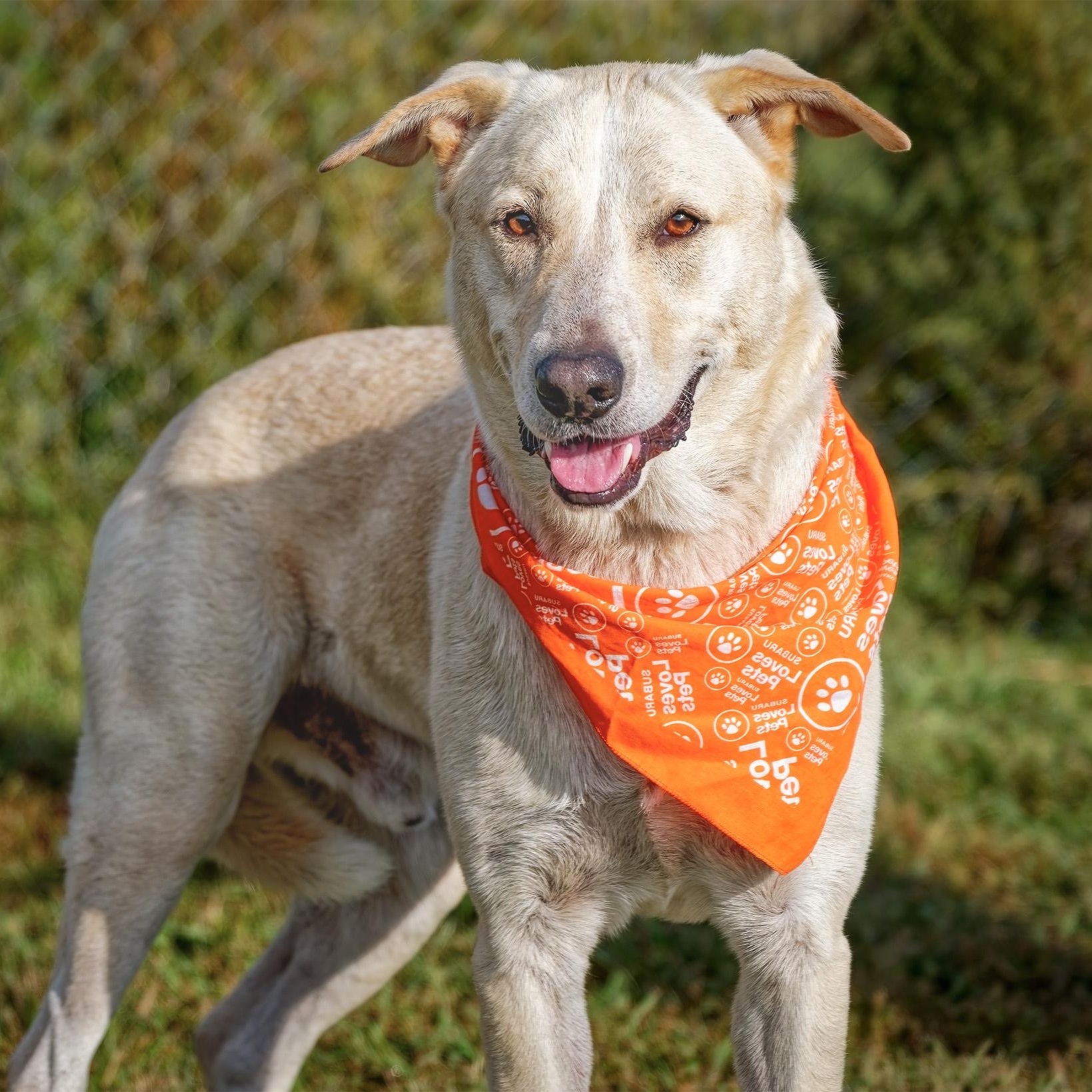 Enlarge Luka, a Adoptable mixed breed in Clarinda, IA image 5/5