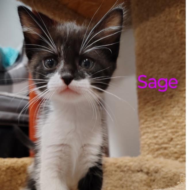 Sage, Adoptable, Young Female Domestic Short Hair.
