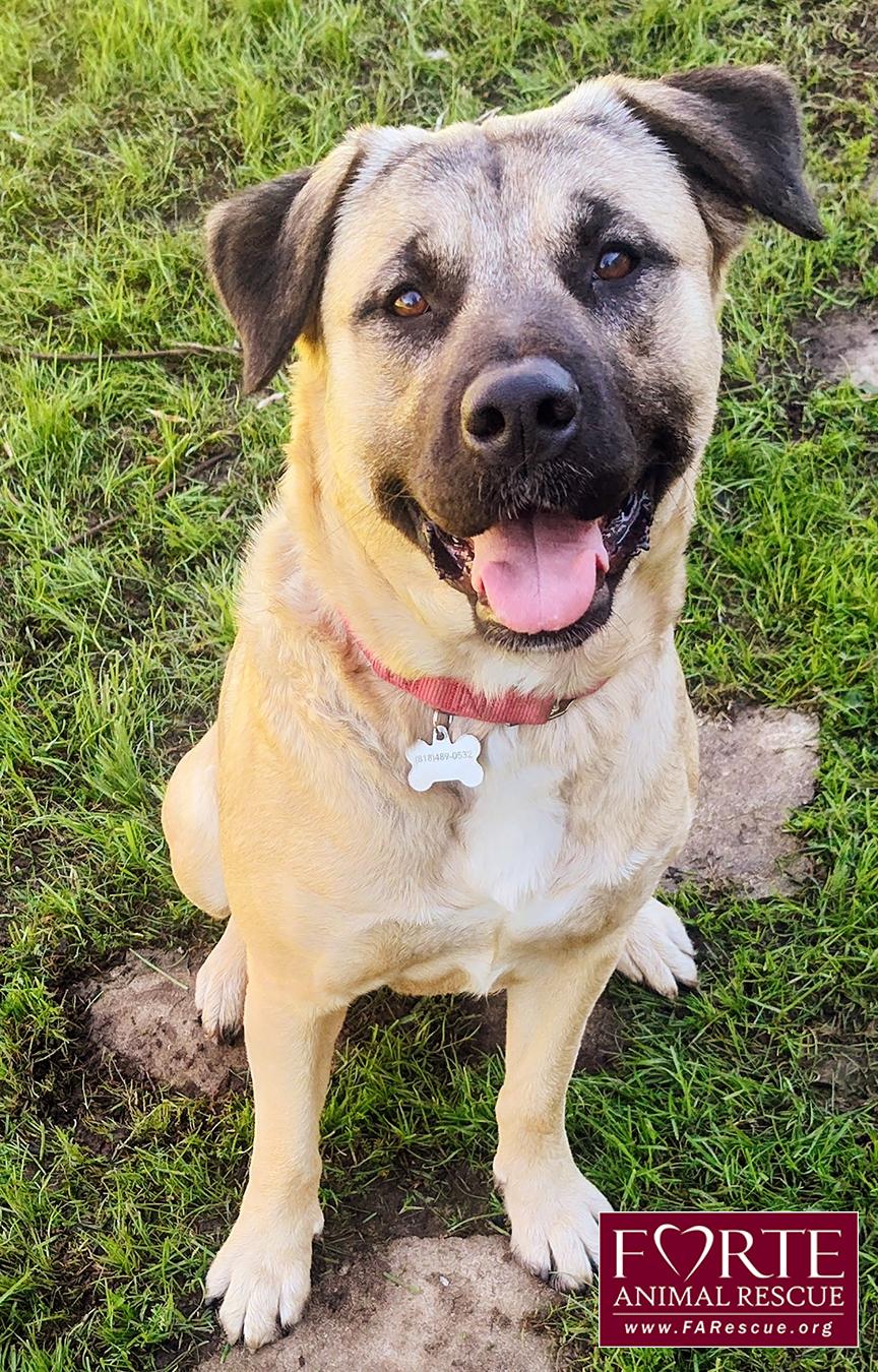 Enlarge Annie, a ADOPTABLE mixed breed in Marina Del Rey, CA image 1/1