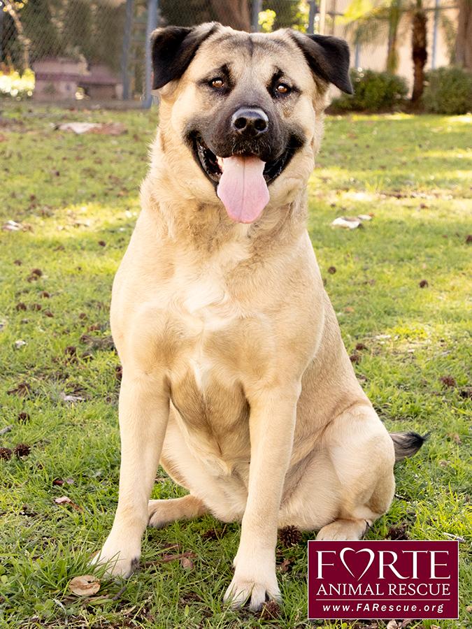 Annie, a ADOPTABLE mixed breed in Marina Del Rey, CA image 3/6