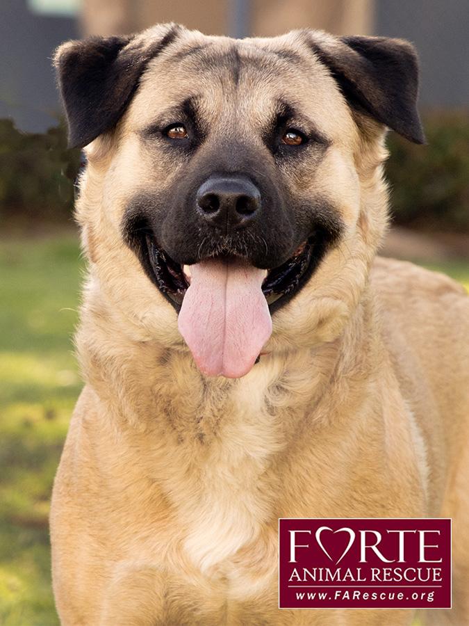 Annie, ADOPTABLE, Young Female Akita & American Staffordshire Terrier.