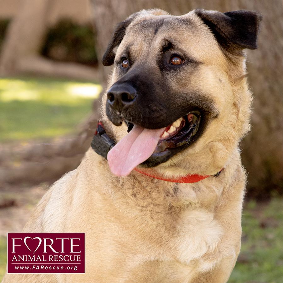 Annie, a ADOPTABLE mixed breed in Marina Del Rey, CA image 4/6