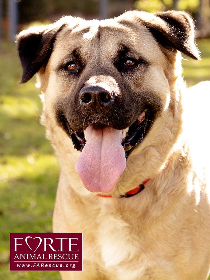 Annie, a ADOPTABLE mixed breed in Marina Del Rey, CA image 6/6