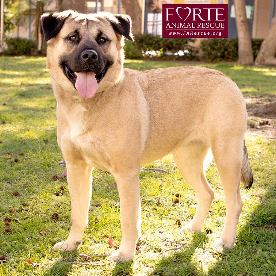 Annie, a ADOPTABLE mixed breed in Marina Del Rey, CA image 2/6