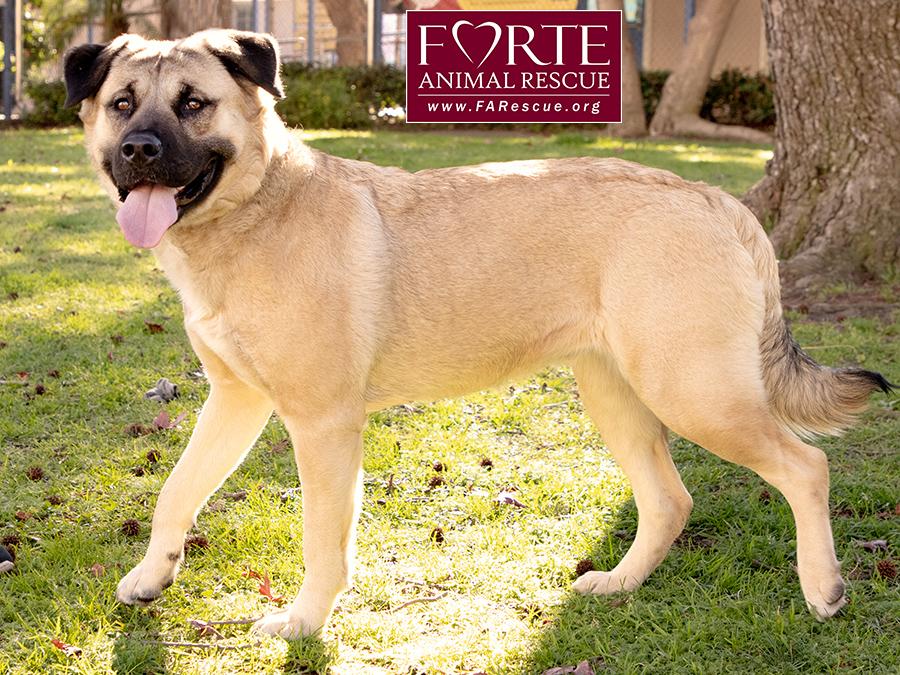 Annie, a ADOPTABLE mixed breed in Marina Del Rey, CA image 5/6