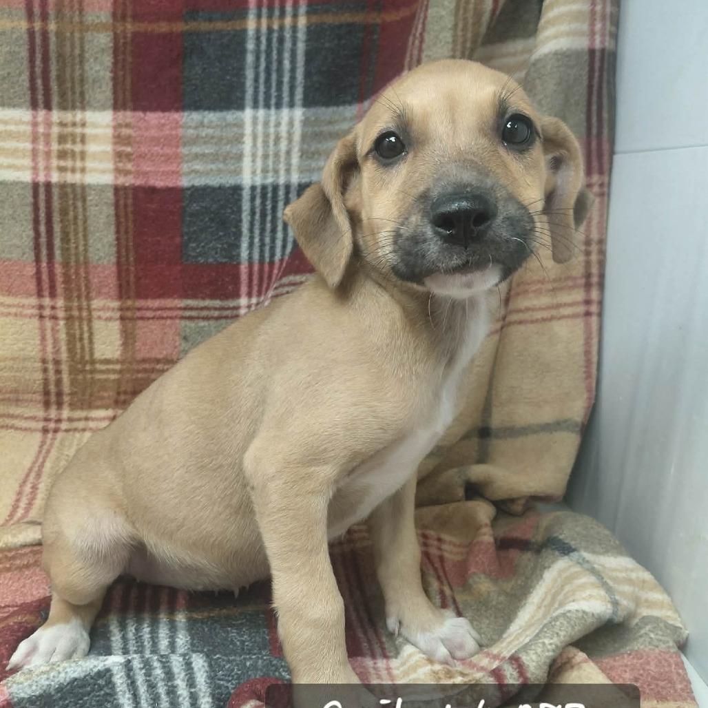 Enlarge Gail, a Adoptable Hound in New Tazewell, TN image 1/1