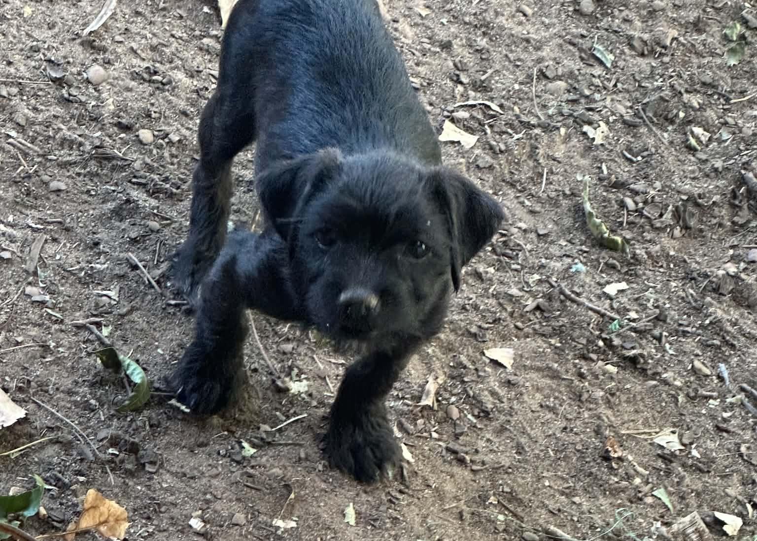 Enlarge Archie, a ADOPTABLE mixed breed in Oklahoma City, OK image 2/2
