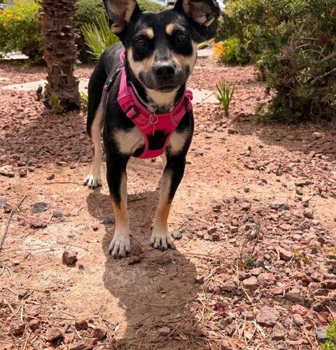 Zola, a Adoptable mixed breed in Henderson, NV image 1/2
