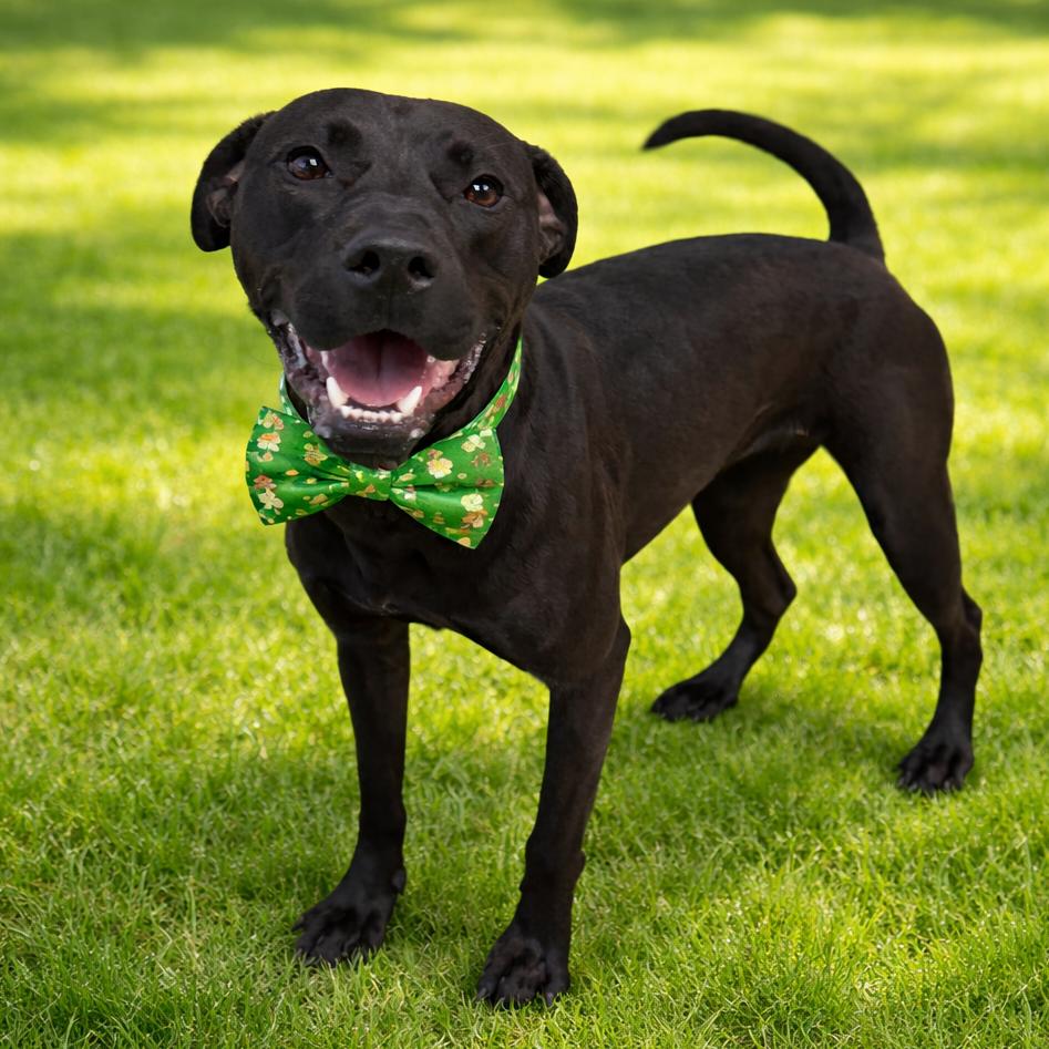 Enlarge Clover, a Adoptable mixed breed in Binghamton, NY image 2/6