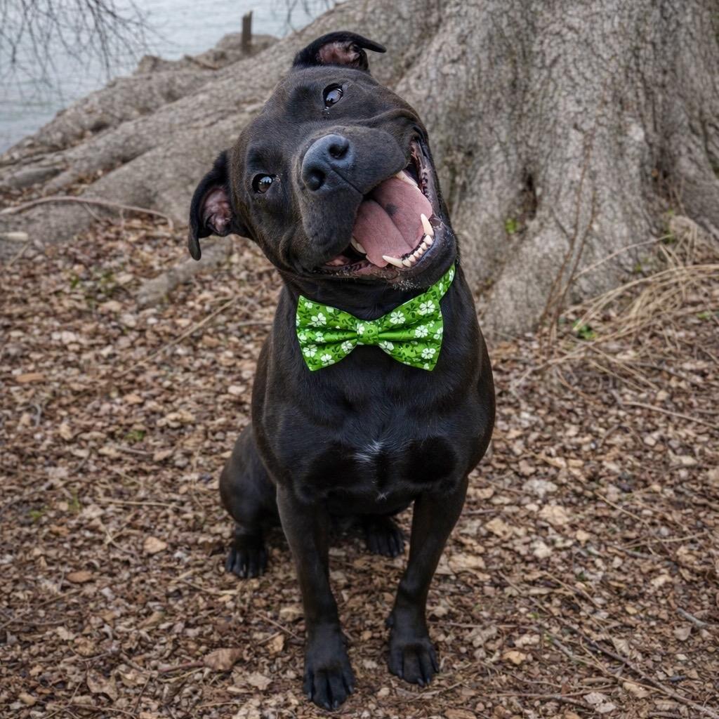Enlarge Clover, a Adoptable mixed breed in Binghamton, NY image 3/6