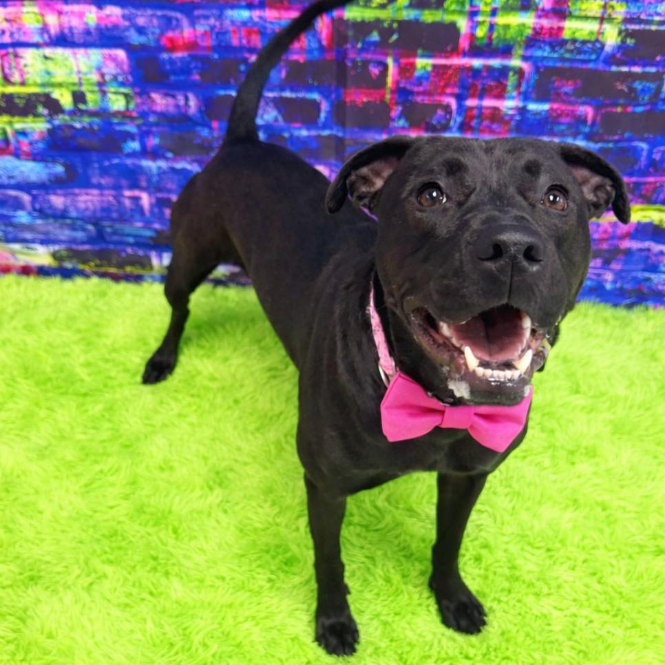 Enlarge Clover, a Adoptable mixed breed in Binghamton, NY image 4/6