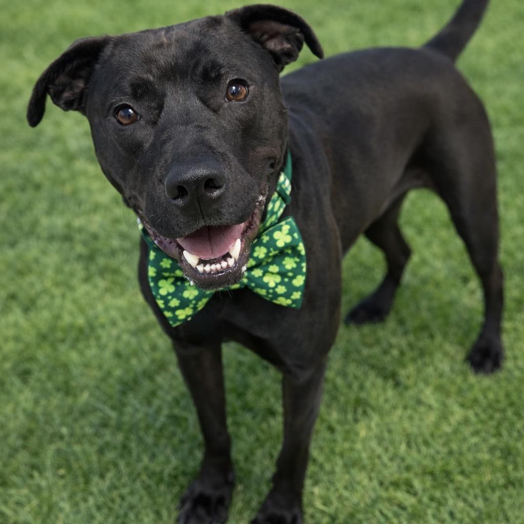 Enlarge Clover, a Adoptable mixed breed in Binghamton, NY image 5/6