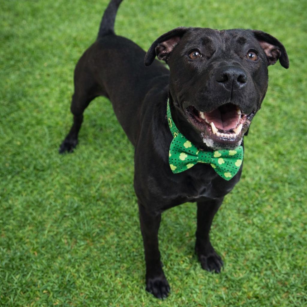 Enlarge Clover, a Adoptable mixed breed in Binghamton, NY image 6/6