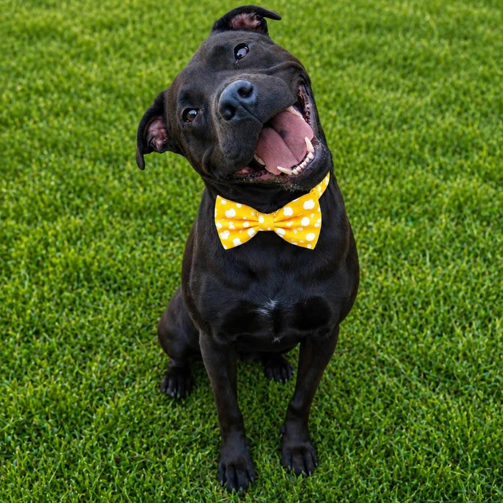Clover, a Adoptable mixed breed in Binghamton, NY image 6/6