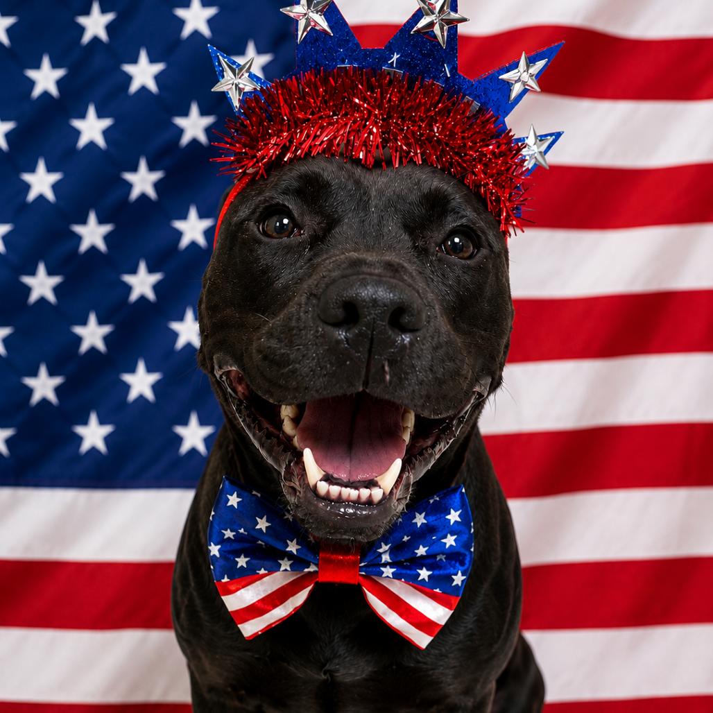 Enlarge Clover, a Adoptable mixed breed in Binghamton, NY image 6/6