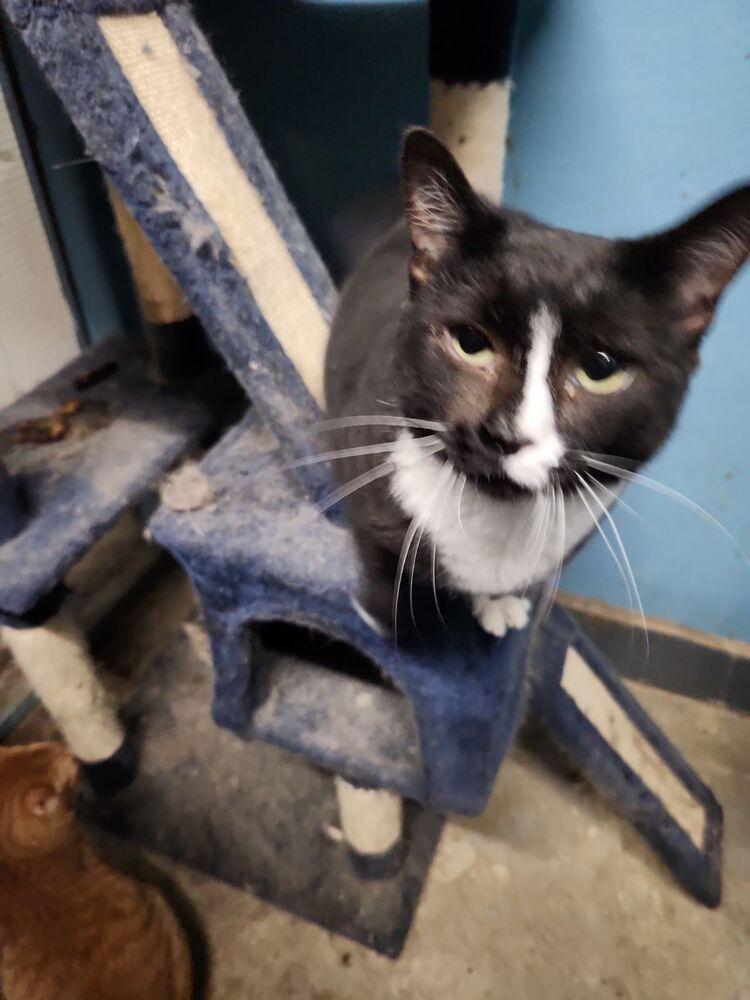 Enlarge Gardenia 6593, a Adoptable Domestic Short Hair in Dallas, TX image 1/2
