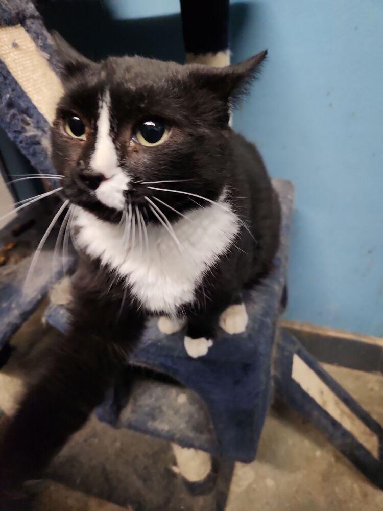 Enlarge Gardenia 6593, a Adoptable Domestic Short Hair in Dallas, TX image 2/2