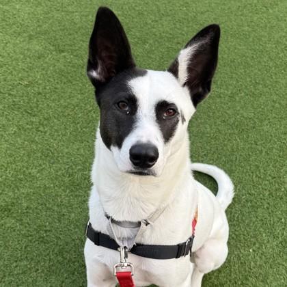 Pixie, Adoptable, Adult Female Cattle Dog & Mixed Breed.