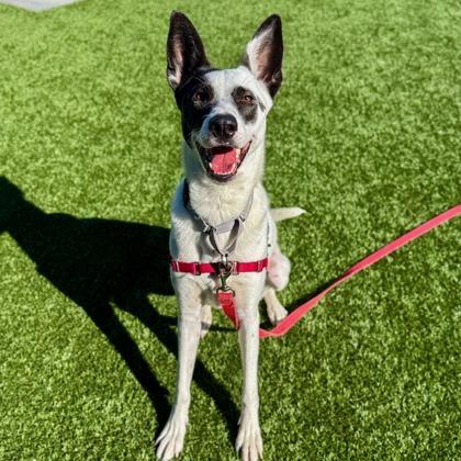 Pixie, a Adoptable mixed breed in San Francisco, CA image 1/3