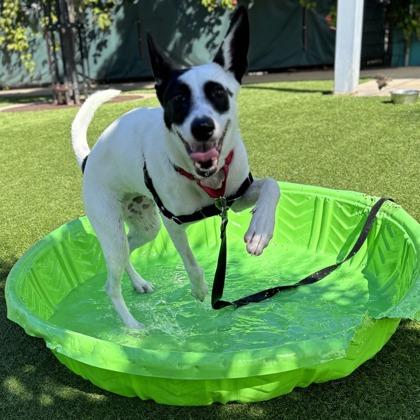 Pixie, a Adoptable mixed breed in San Francisco, CA image 2/3