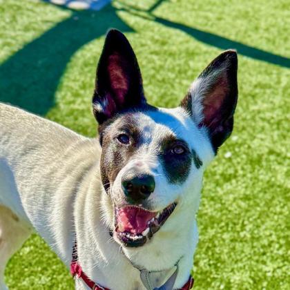 Pixie, a Adoptable mixed breed in San Francisco, CA image 3/3