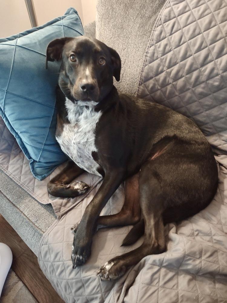 Abby, Adoptable, Adult Female Labrador Retriever.
