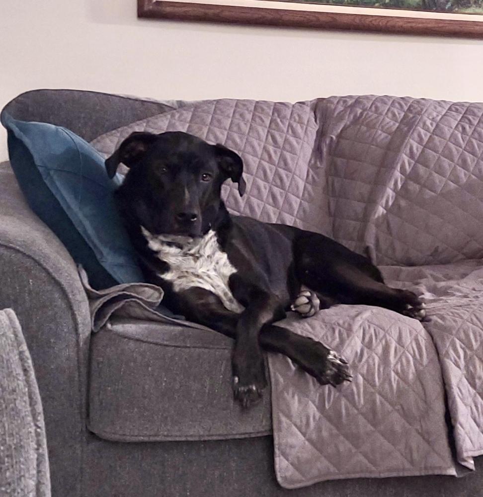 Abby, a Adoptable mixed breed in Greenlawn, NY image 2/6