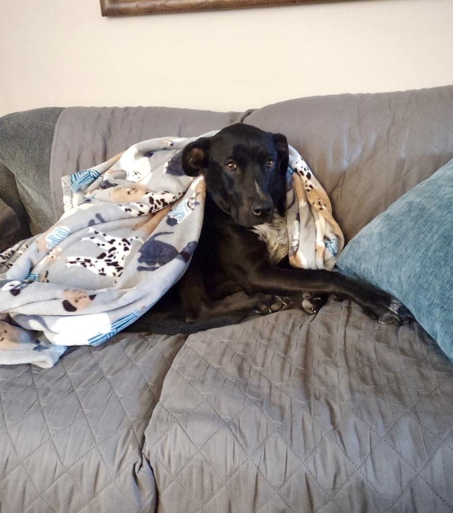 Abby, a Adoptable mixed breed in Greenlawn, NY image 3/6