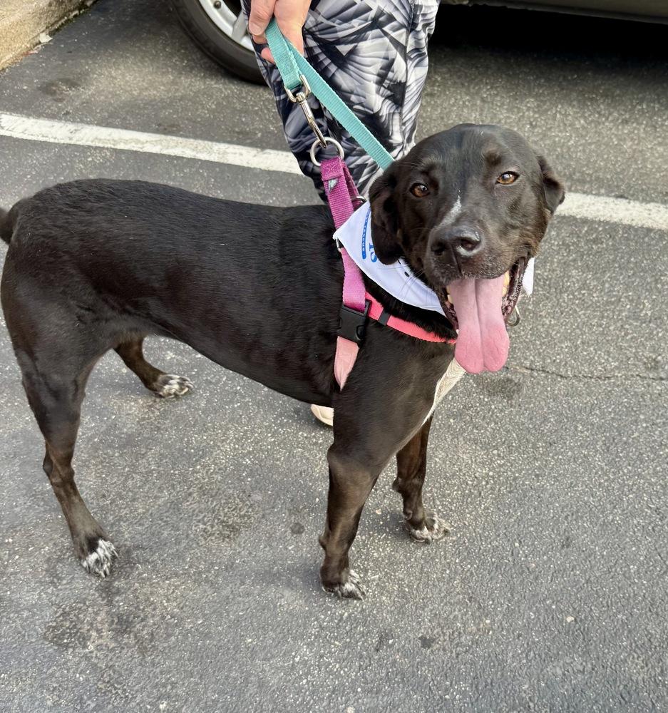 Enlarge Abby, a Adoptable mixed breed in Greenlawn, NY image 3/6