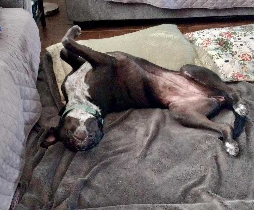Abby, a Adoptable mixed breed in Greenlawn, NY image 4/6