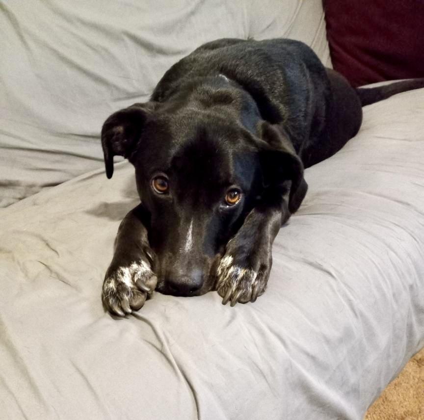 Abby, a Adoptable mixed breed in Greenlawn, NY image 5/6