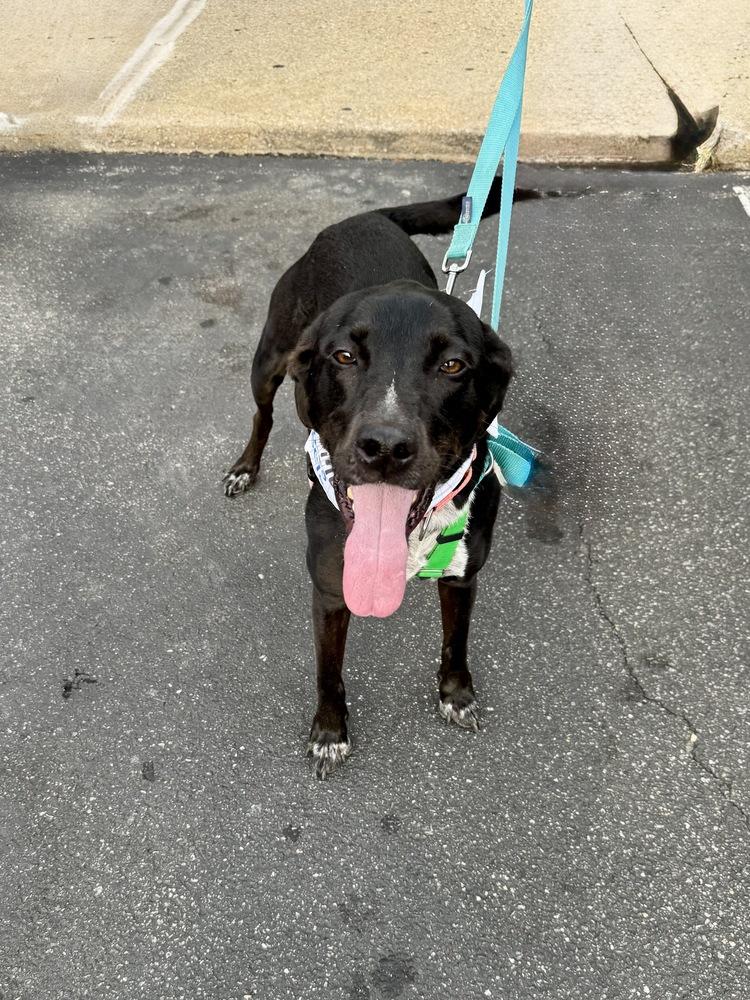 Enlarge Abby, a Adoptable mixed breed in Greenlawn, NY image 6/6
