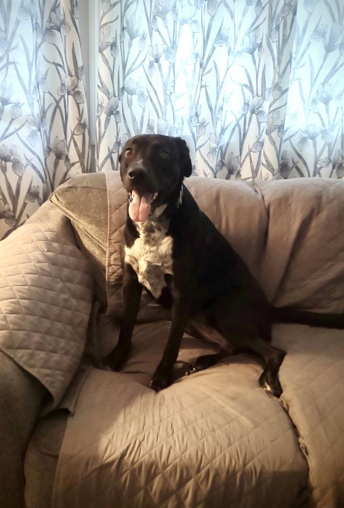 Abby, a Adoptable mixed breed in Greenlawn, NY image 6/6