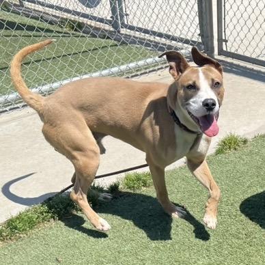 Titus, Adoptable, Adult Male Mixed Breed.