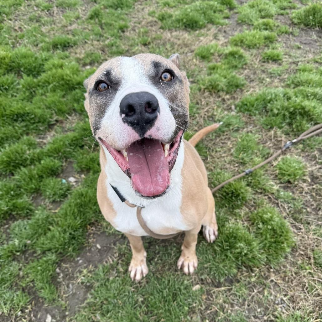 Enlarge Titus, a Adoptable Mixed Breed in Bend, OR image 2/6