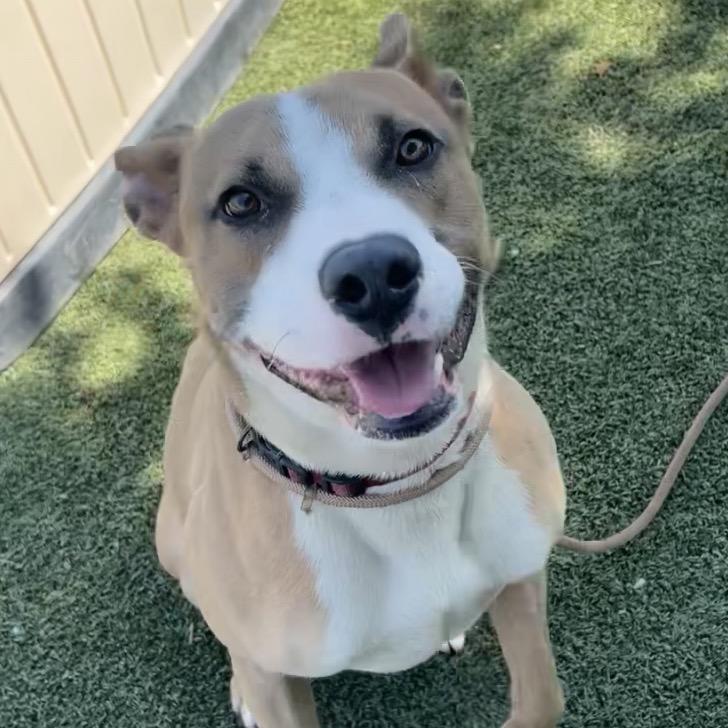 Enlarge Titus, a Adoptable Mixed Breed in Bend, OR image 3/6