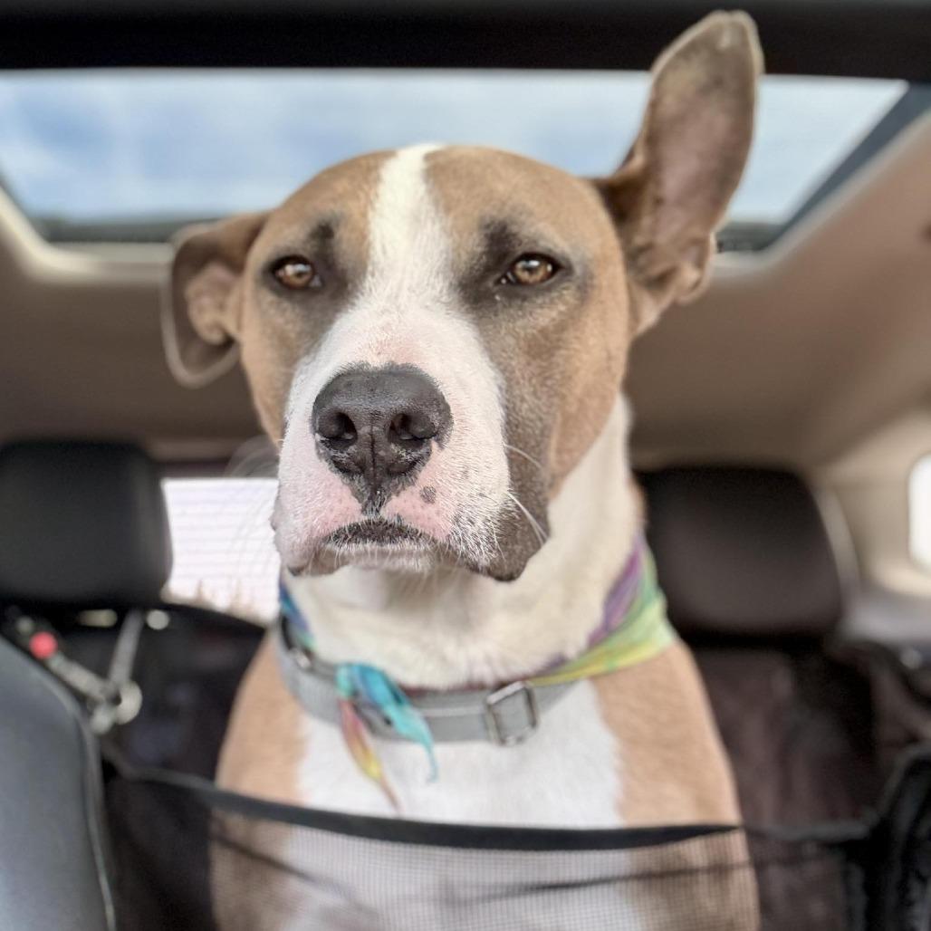 Enlarge Titus, a Adoptable Mixed Breed in Bend, OR image 4/6