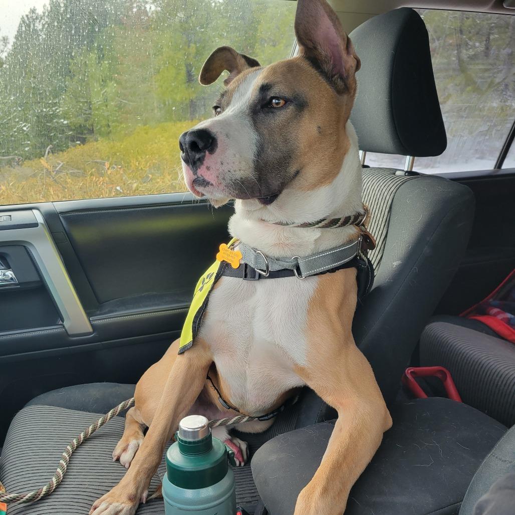 Enlarge Titus, a Adoptable Mixed Breed in Bend, OR image 4/6