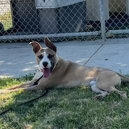 Enlarge Titus, a Adoptable Mixed Breed in Bend, OR image 5/6