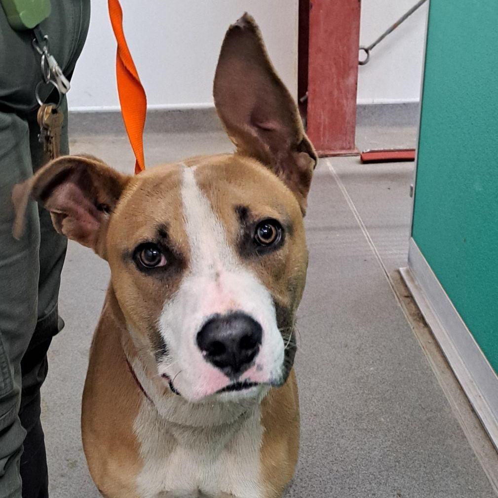 Enlarge Titus, a Adoptable Mixed Breed in Bend, OR image 6/6