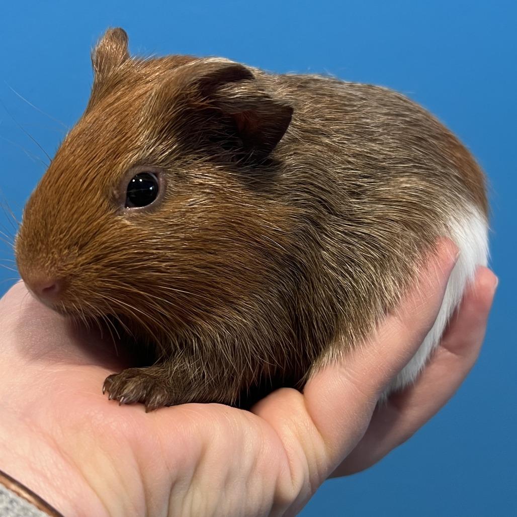 Madison Chock, Adoptable, Baby Female Guinea Pig.