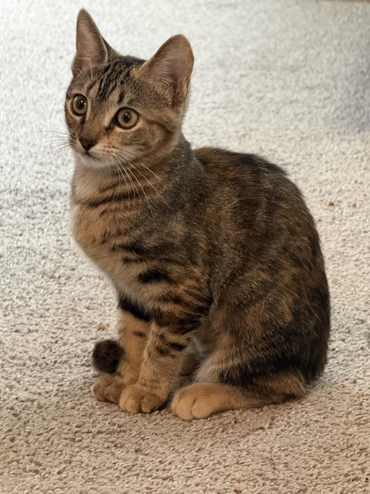 Do-si-do — thumbnail 2