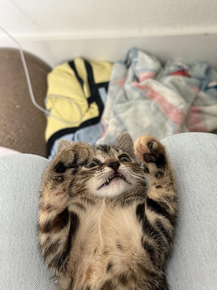 Do-si-do — thumbnail 3