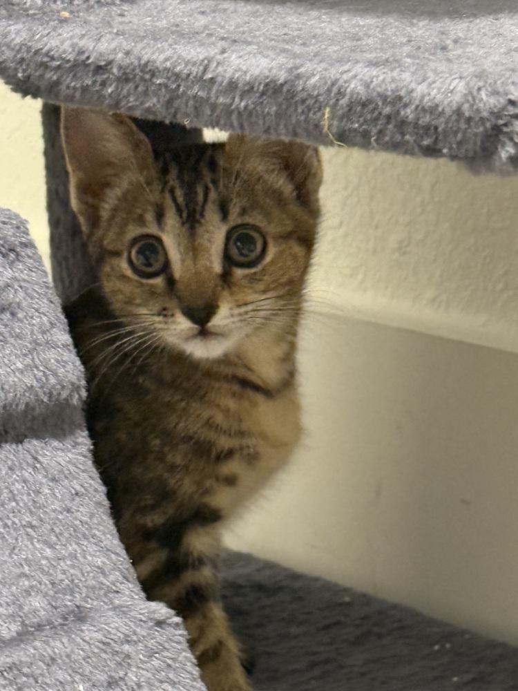 Do-si-do — thumbnail 5