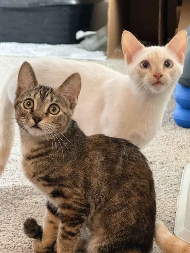 Do-si-do — thumbnail 6