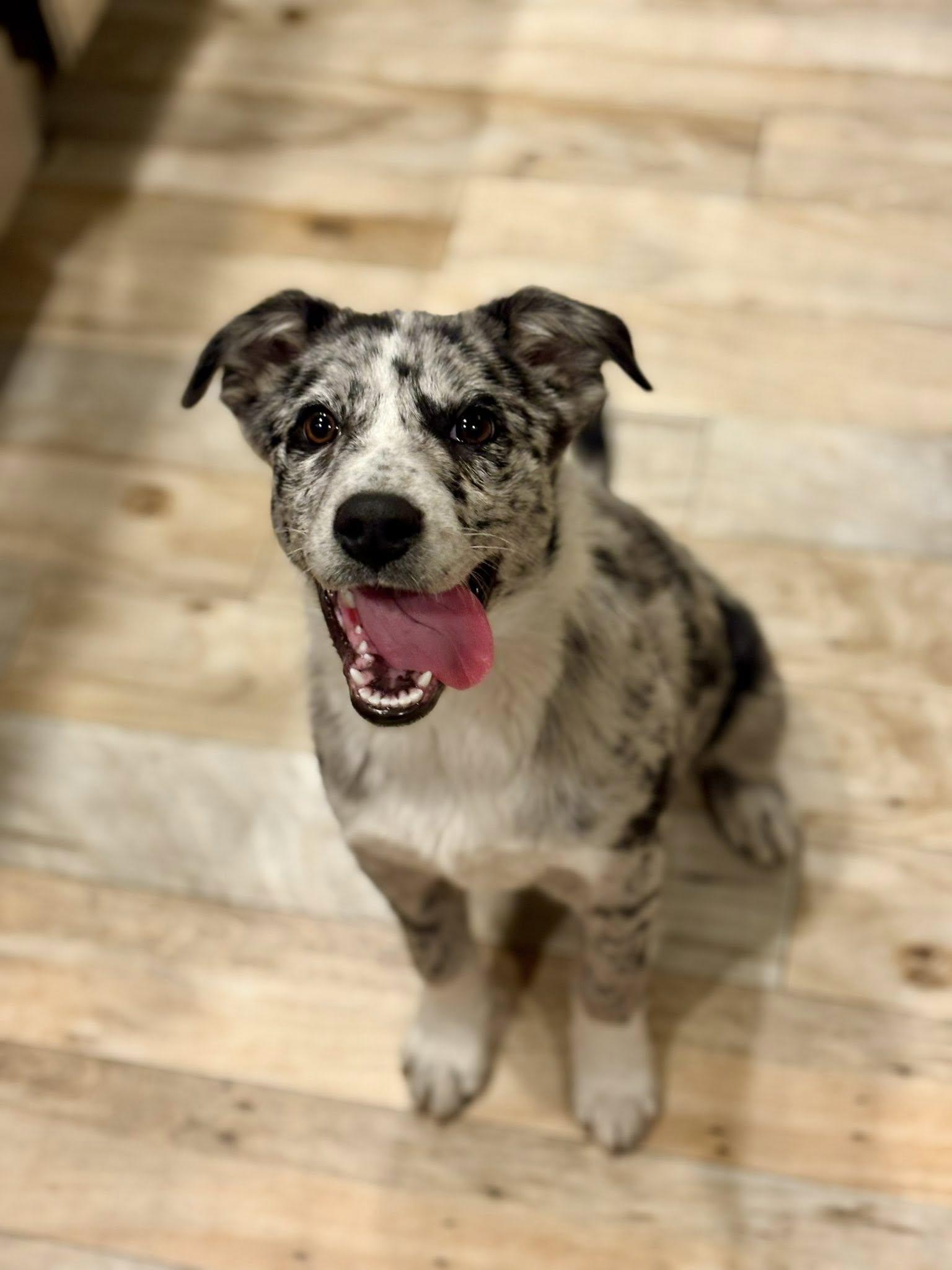 Merle Streep, Adoptable, Young Female Australian Cattle Dog / Blue Heeler.